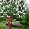 Natchez White Crape Myrtle - 1 Gallon Pot
