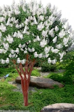 Natchez White Crape Myrtle - 1 Gallon Pot