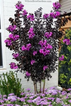 Black Diamond 'Purely Purple' Crape Myrtle - 2 Gallon Pot