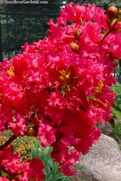 Tuscarora Watermelon Red Crape Myrtle - 6 Pack Of 1 Gallon Pots -Outlet The Ever Garden Store lagerstroemia indica tuscarora 102 1