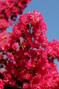 Tuskegee Crape Myrtle - 1 Gallon Pot -Outlet The Ever Garden Store lagerstroemia indica tuskeegee crape myrtle tree 1