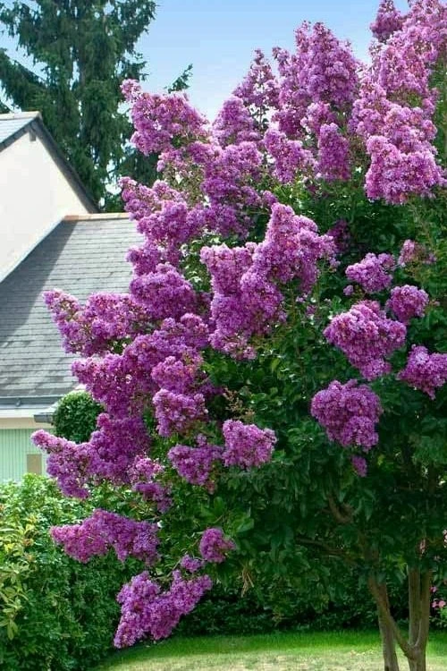 Twilight Purple Crape Myrtle (Single Trunk Tree) - 3 Gallon Pot 4 Twilight Purple Crape Myrtle (Single Trunk Tree) - 3 Gallon Pot - Image 4