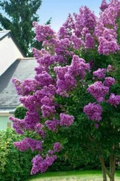 Twilight Purple Crape Myrtle - 1 Gallon Pot -Outlet The Ever Garden Store lagerstroemia indica twilight purple crape myrtle tree 1 4