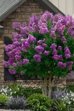 Twilight Purple Crape Myrtle - 7 Gallon Pot (4-5')