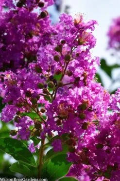 Twilight Purple Crape Myrtle - 7 Gallon Pot (4-5') 14 Twilight Purple Crape Myrtle - 7 Gallon Pot (4-5') -Outlet The Ever Garden Store lagerstroemia indica twilight purple crape myrtle tree 102
