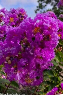 Twilight Purple Crape Myrtle - 7 Gallon Pot (3-4') -Outlet The Ever Garden Store lagerstroemia indica twilight purple crape myrtle tree 103 6