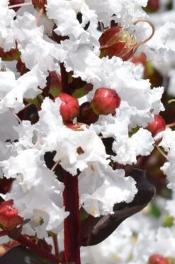 Lunar Magic Crape Myrtle Tree (Multi Trunk) - 3 Gallon Pot -Outlet The Ever Garden Store lagerstroemia lunar magic single trunk white crape myrtle tree 2 1