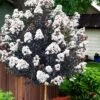 Lunar Magic Crape Myrtle Tree (Single Trunk) - 7 Gallon Pot (5-6')