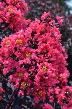 Midnight Magic Crape Myrtle (Multi Trunk) - 7 Gallon Pot -Outlet The Ever Garden Store lagerstroemia midnight magic crape myrtle 11