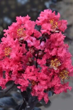 Midnight Magic Crape Myrtle (Multi Trunk) - 7 Gallon Pot -Outlet The Ever Garden Store lagerstroemia midnight magic crape myrtle 12