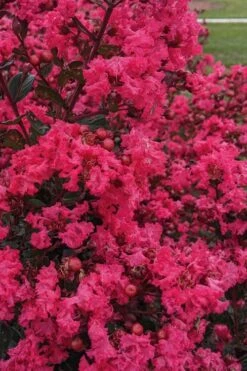 My Fair Myrtle Crape Myrtle (Lagerstroemia) - 3 Gallon Pot -Outlet The Ever Garden Store lagerstroemia my fair myrtle crape myrtle 3