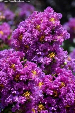 Purple Magic Crape Myrtle Tree (Multi Trunk) - 7 Gallon Pot -Outlet The Ever Garden Store lagerstroemia purple magic crape myrtle single trunk tree 5 1
