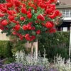 Ruffled Red Magic Crape Myrtle Tree (Single Trunk) - 7 Gallon Pot (5-6')