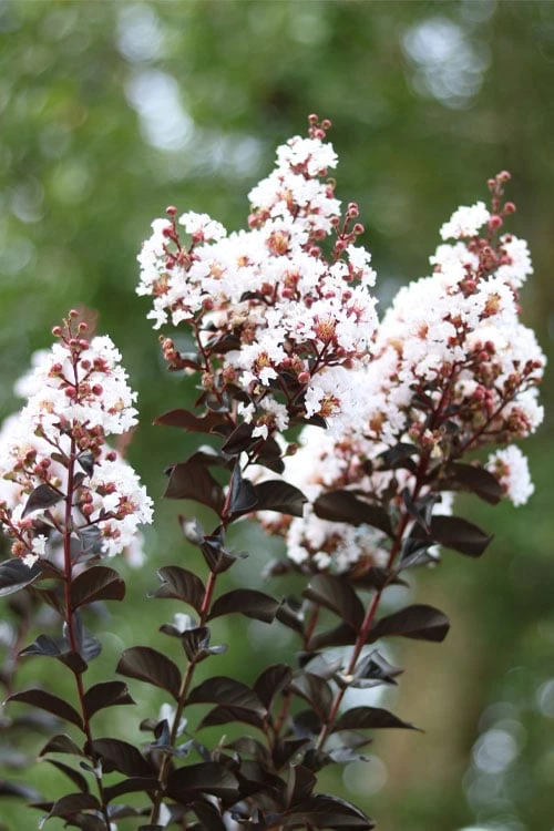 Thunderstruck White Lightning Crape Myrtle - 6 Pack Of 1 Gallon Pots 5 Thunderstruck White Lightning Crape Myrtle - 6 Pack Of 1 Gallon Pots - Image 5