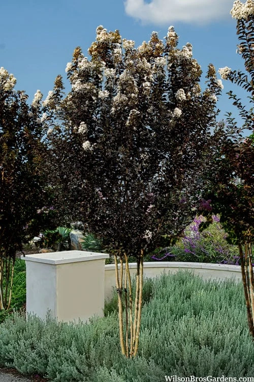 Thunderstruck White Lightning Crape Myrtle - 6 Pack Of 1 Gallon Pots 4 Thunderstruck White Lightning Crape Myrtle - 6 Pack Of 1 Gallon Pots - Image 4