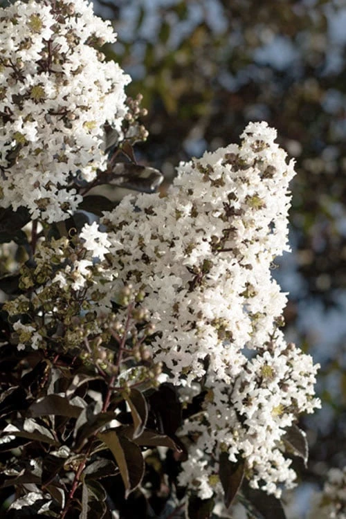 Thunderstruck White Lightning Crape Myrtle - 6 Pack Of 1 Gallon Pots 1 Thunderstruck White Lightning Crape Myrtle - 6 Pack Of 1 Gallon Pots