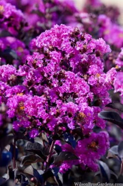 Black Diamond 'Purely Purple' Crape Myrtle - 2 Gallon Pot -Outlet The Ever Garden Store lagestroemia indica purely purple black diamond crape myrtle 1