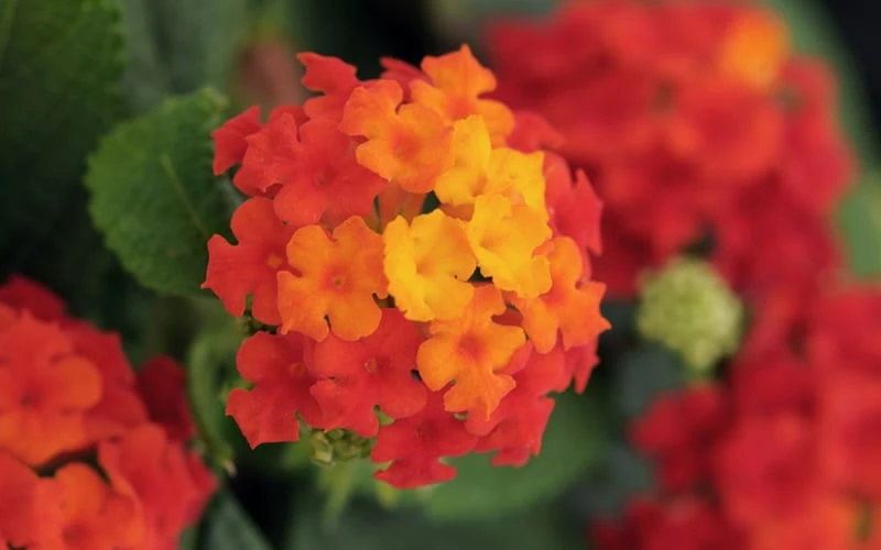 Little Lucky Red Lantana - 6 Inch Pot 4 Little Lucky Red Lantana - 6 Inch Pot - Image 4
