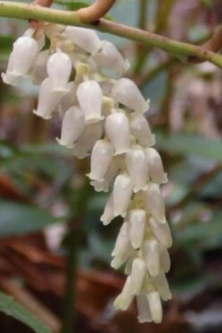 Rejoyce Coast Leucothoe (Leucothoe Axillaris) - 3 Gallon Pot -Outlet The Ever Garden Store leucothoe axillaris rejoyce 11