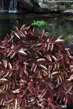 Rejoyce Coast Leucothoe (Leucothoe Axillaris) - 3 Gallon Pot -Outlet The Ever Garden Store leucothoe axillaris rejoyce 3