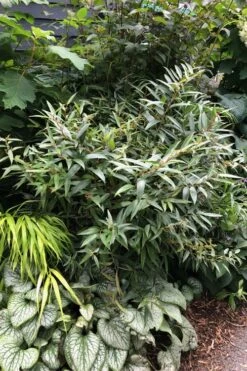 Rejoyce Coast Leucothoe (Leucothoe Axillaris) - 3 Gallon Pot -Outlet The Ever Garden Store leucothoe axillaris rejoyce 7