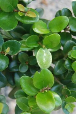 Little Moon Ligustrum - 1 Gallon Pot -Outlet The Ever Garden Store ligustrum little moon 500x750 1