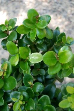 Little Moon Ligustrum - 1 Gallon Pot -Outlet The Ever Garden Store ligustrum little moon privet 1