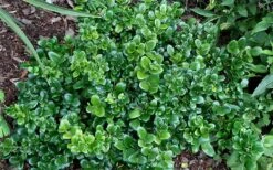 Little Moon Ligustrum - 1 Gallon Pot -Outlet The Ever Garden Store ligustrum little moon privet 2