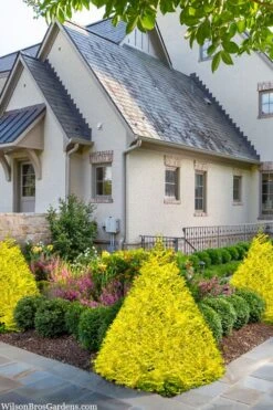 Sunshine Ligustrum - 2 Gallon Pot -Outlet The Ever Garden Store ligustrum sunshine 102 1