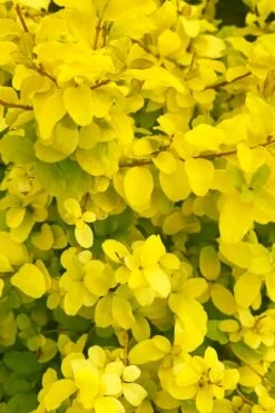 Sunshine Ligustrum - 1 Gallon Pot -Outlet The Ever Garden Store ligustrum sunshine 108 3