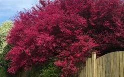 Zhuzhou Loropetalum (Chinese Fringeflower) - 3 Gallon Pot -Outlet The Ever Garden Store loropetalum chinense zhu zhou 100