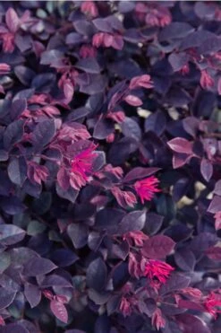 Purple Daydream Dwarf Loropetalum - 3 Gallon Pot -Outlet The Ever Garden Store loropetalum purple daydream 21