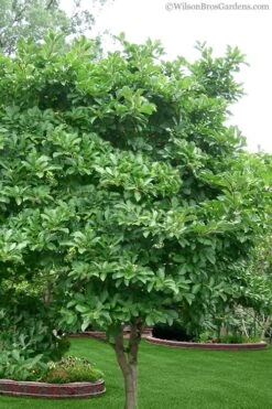 Centennial Blush Star Magnolia - 3 Gallon Pot -Outlet The Ever Garden Store magnolia stellata 1 1