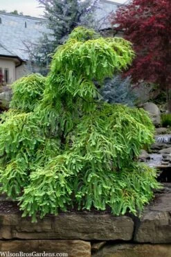 Miss Grace Weeping Dawn Redwood Tree (Metasequoia) - 3 Gallon Pot -Outlet The Ever Garden Store metasequoia glyptostroboides miss grace weeping dawn redwood 5