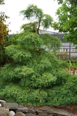Miss Grace Weeping Dawn Redwood Tree (Metasequoia) - 3 Gallon Pot -Outlet The Ever Garden Store metasequoia miss grace dawn redwood tree 6 1