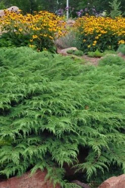 Siberian Spreading Cypress (Microbiota Decussata) - 1 Gallon Pot -Outlet The Ever Garden Store microbiota decussata siberian spreading cypress 5