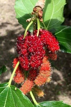 Red Mulberry Tree (Morus Rubra) - 3 Gallon Pot -Outlet The Ever Garden Store morus rubra red mulberry berries 12