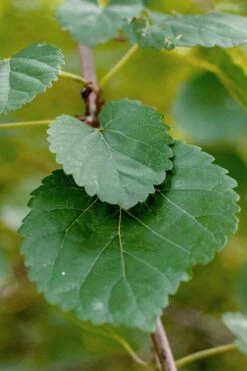 Red Mulberry Tree (Morus Rubra) - 3 Gallon Pot -Outlet The Ever Garden Store morus rubra red mulberry leaves 1