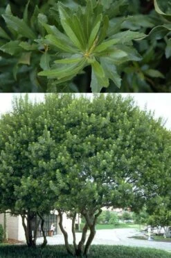 Southern Wax Myrtle - 7 Gallon Pot (3-4') -Outlet The Ever Garden Store myrica cerifera southern wax myrtle 100