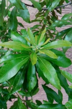 Southern Wax Myrtle - 7 Gallon Pot (3-4') -Outlet The Ever Garden Store myrica cerifera southern wax myrtle 102
