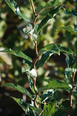 Zydeco Twist Black Gum Tree - 7 Gallon Pot (3-4') -Outlet The Ever Garden Store nyssa sylvatica zydeco twist black gum tupelo tree 3