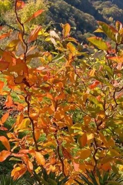 Zydeco Twist Black Gum Tree - 7 Gallon Pot (3-4') -Outlet The Ever Garden Store nyssa sylvatica zydeco twist black gum tupelo tree 4