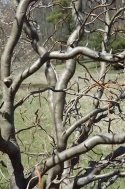 Zydeco Twist Black Gum Tree - 7 Gallon Pot (3-4') -Outlet The Ever Garden Store nyssa sylvatica zydeco twist black gum tupelo tree 6