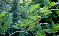 Zydeco Twist Black Gum Tree - 7 Gallon Pot (3-4') -Outlet The Ever Garden Store nyssa sylvatica zydeco twist black gum tupelo tree 8