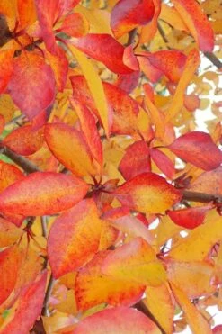 Zydeco Twist Black Gum Tree - 7 Gallon Pot (3-4') -Outlet The Ever Garden Store nyssa sylvatica zydeco twist black gum tupelo tree 9