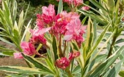 Twist Of Pink Oleander - 2 Gallon Pot -Outlet The Ever Garden Store oleander20twist20of20pink202