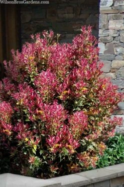 Party Lights Pink Flush Tea Olive - Osmanthus Heterophyllus - 1 Gallon Pot