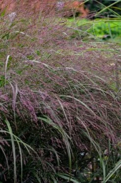 Prairie Winds Apache Rose Switchgrass (Panicum) - 1 Gallon Pot -Outlet The Ever Garden Store panicum virgatum apache rose switch grass 5