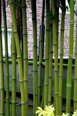Incense Bamboo (Phyllostachys Atrovaginata) - 3 Gallon Pot -Outlet The Ever Garden Store phyllostachys atrovaginata incense bamboo 2