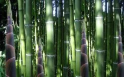 Incense Bamboo (Phyllostachys Atrovaginata) - 3 Gallon Pot -Outlet The Ever Garden Store phyllostachys atrovaginata incense bamboo 3